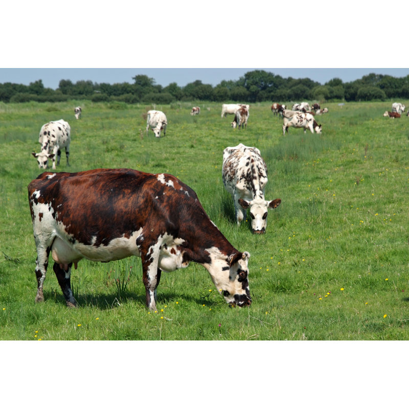 A Picture Of A Field Of Cows Eating Grass by Jakezc - Wrapped Canvas Print, 30.48cm H x 45.72cm W