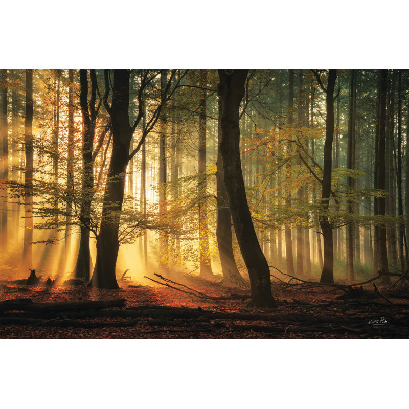 Autumn Light, 12" H x 18" W