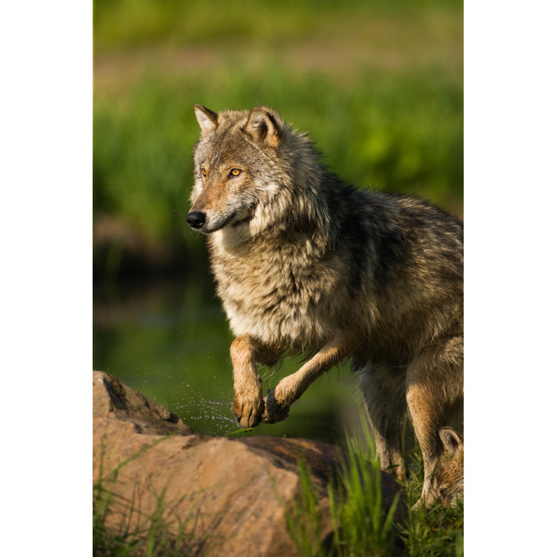 «Focused Grey Wolf» par Jimkruger, H 12 po x l 8 po