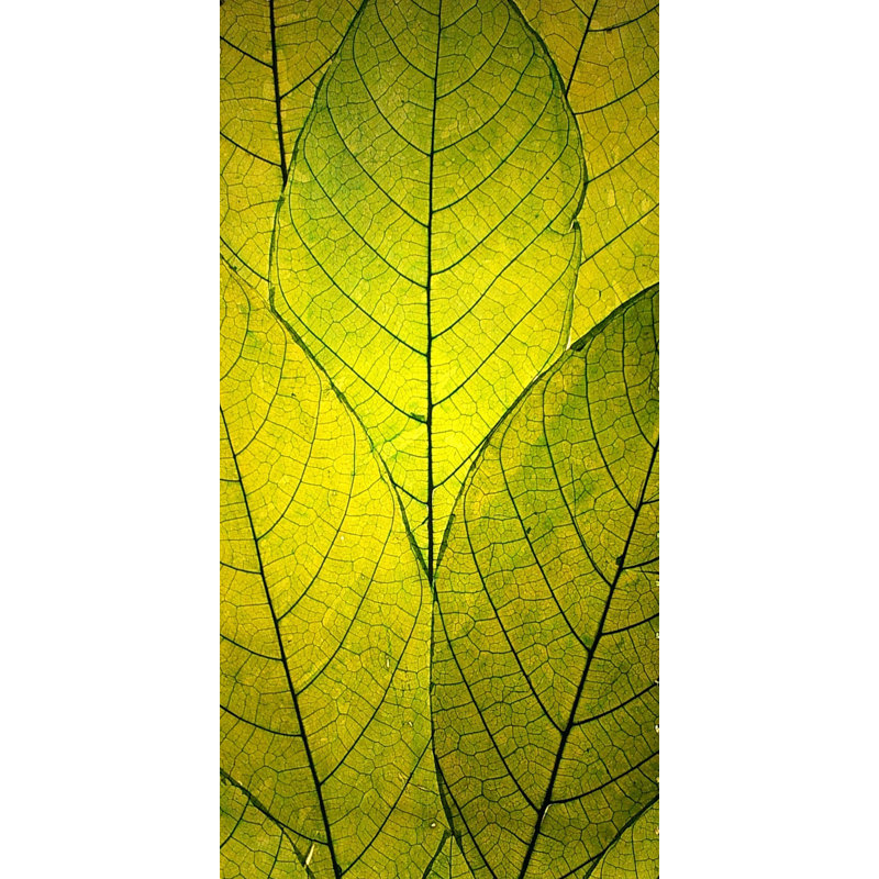 Robin Delean - Wrapped Canvas Print, 61cm H x 30cm W
