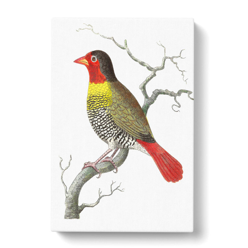 Variegated Finch by George Shaw - Wrapped Canvas, 50cm H x 35cm W x 3cm D