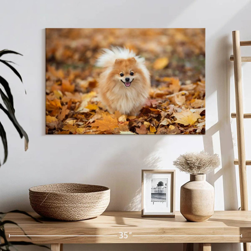 Spitz allemand Brampt sur une promenade d'automne, H 16 po x l 24 po
