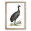 Black Cassowary Bird by George Shaw - Framed Print-57844557-57844560