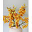 Cream Cymbidium Orchid 33"-1398070698