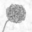 Décoration florale de pivoines vives - cadre blanc monochrome-729748766-729748767