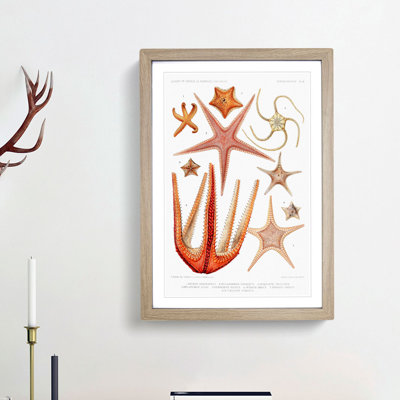 Starfish Illustrations by Albert I - Framed Print