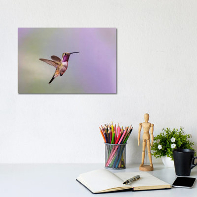 Lucifer colibri mâle planant par Larry Ditto - impression d'art graphique