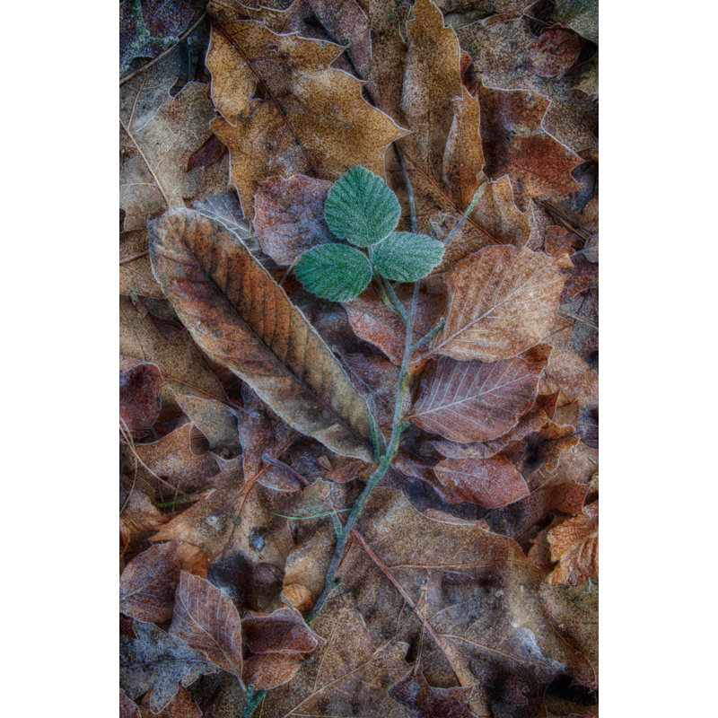 Wrapped Canvas Print, 50.8 cm H x 76.2 cm W