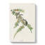 Pine Finches by John Audubon - Wrapped Canvas-55325439