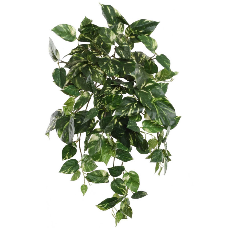 24" pothos hanging plant