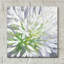 Art mural en verre Cleome Splash 2 'par Julia Purinton-221752337