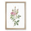 Mossy Pompon Rose in Pink by Pierre-Joseph Redoute - Picture Frame Painting Print-55581577-55581581