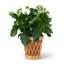 Navona Handmade Glass Table Vase-61883178