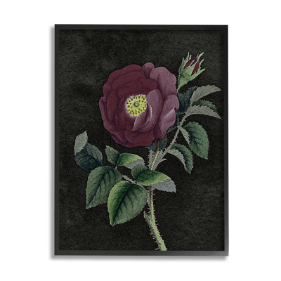 «Purple Poppy Vintage Illustration Thorne Flower» par Daphne Polselli - impression d'art graphique