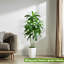 152.4cm Tree