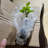 Primrue Live Hibiscus Plant