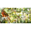 Parvez Taj - Wrapped Canvas Print-16670721