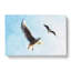 Pair Of Flying Seagulls - Wrapped Canvas-56632537