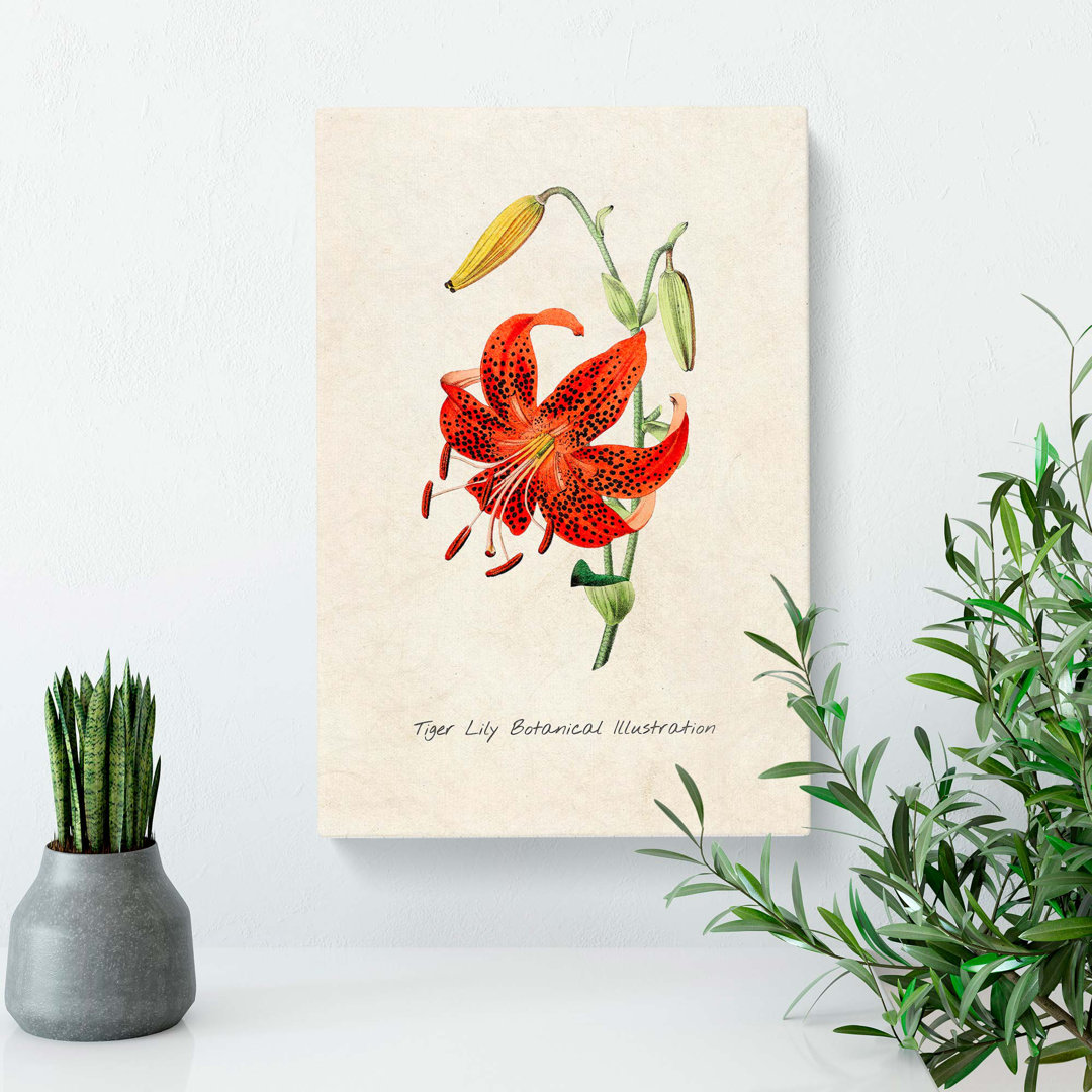 Illustration of a Tiger Lily Flower - Wrapped Canvas