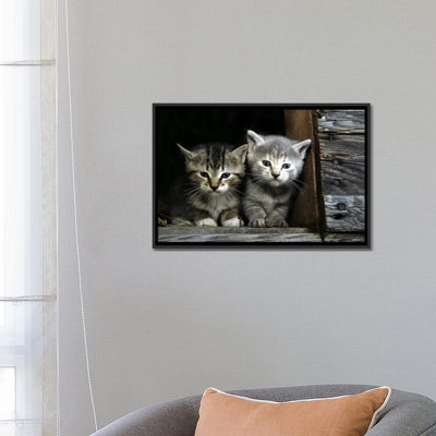 Chatons - reproduction sur toile tendue