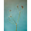 Tiny Seed Pod Print by Scott Norris-65849649-132456975