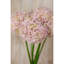 Arrangement-128130318-128130313