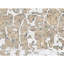 Hand Knotted Abstract Area Rug-1835618444