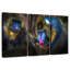 Deux singes Mandrill-1214238588