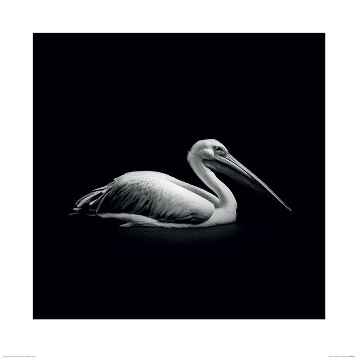 Marina Cano - No Frame Print, 60cm H x 60cm W