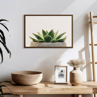 Plante grasse en pierre