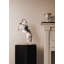 Spanish Pure Breed - Haute Ecole