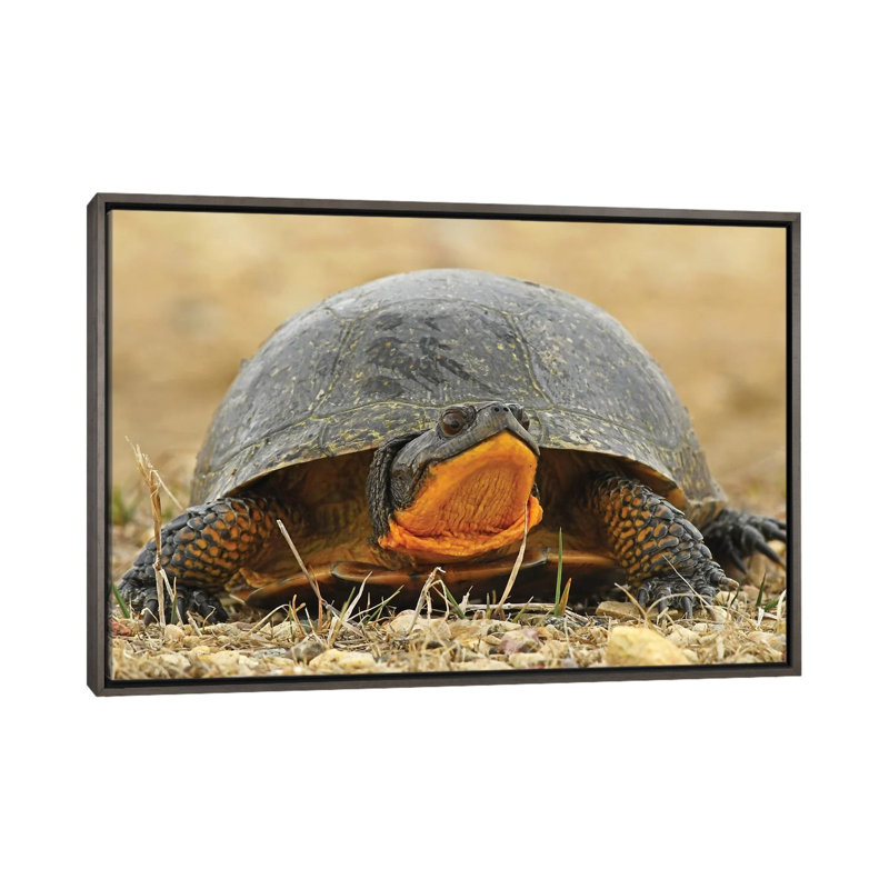 Tortue mouchetée par Brian Wolf - reproduction de photo, H 18 po x l 26 po x P 1,5 po, Toile avec cadre en bois gris