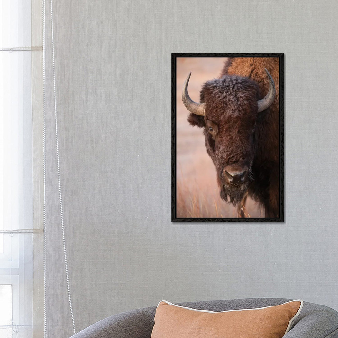 Ein Bison auf einer Ranch in der Nähe von Valentine, Nebraska von Joel Sartore - Gallery-Wrapped Canvas Giclée on Canvas