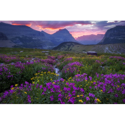 " Glacier National Park - Meadow In Bloom Going To The Sun " by Jon Farmer