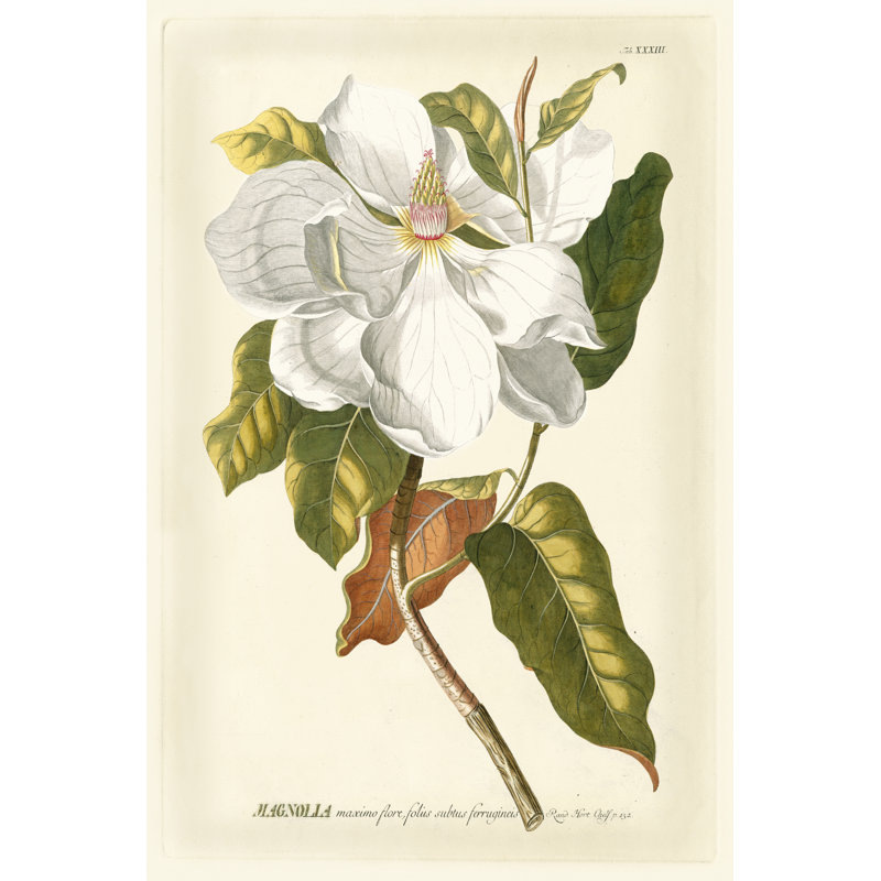 Magnificent Magnolias I 1 Piece Painting on Canvas, 122cm H x 81cm W, Black Floater Framed