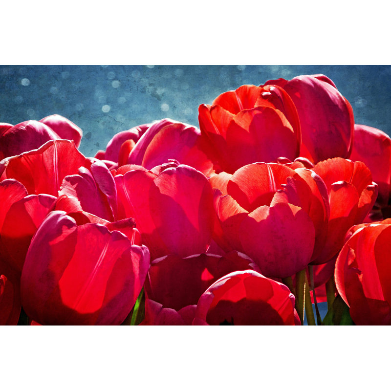 Fuchsia Tulips II by Rachel Perry - Wrapped Canvas Print, 81cm H x 122cm W