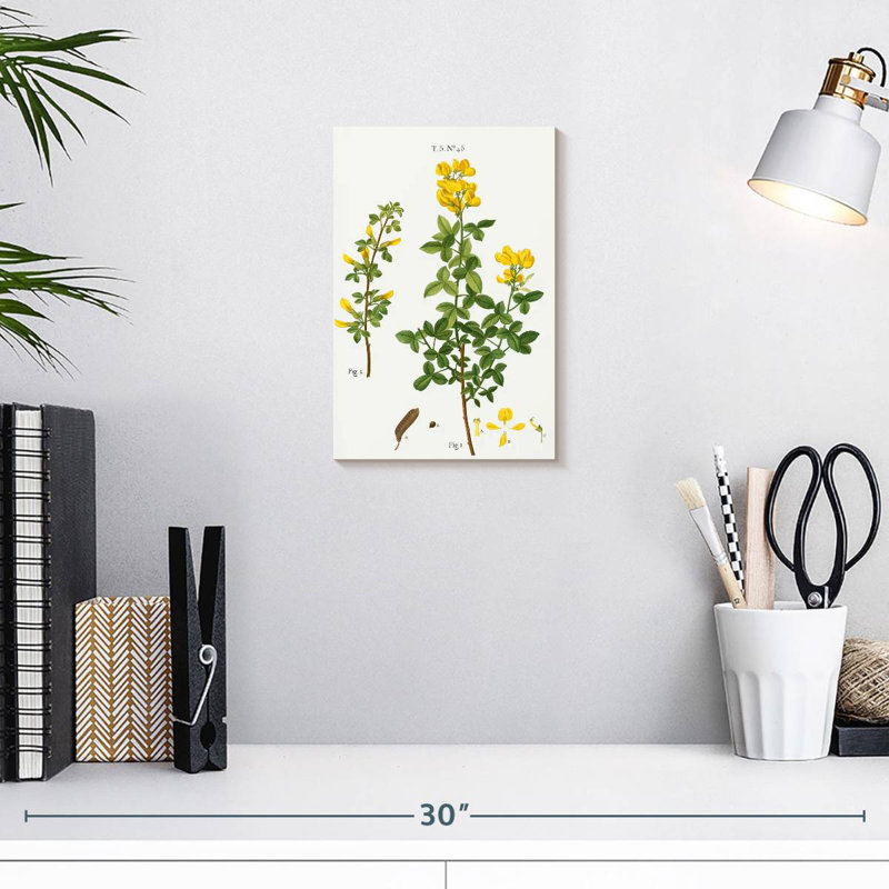Cytisus cytisus biflorus Keiri, H 12 po x l 8 po