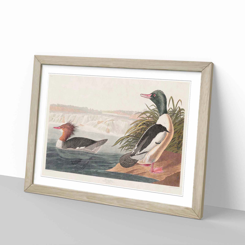 Goosander Ducks by John James Audubon - Picture Frame Art Print, 27cm H x 36cm W x 2cm D, Oak Framed