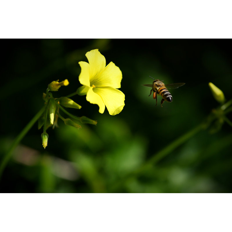 Bee In Flight by Joshua Noboa - No Frame Print on Canvas, 30cm H x 46cm W