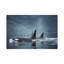 Orca Group Surfacing, Johnstone Strait, British Columbia, Canada by Flip Nicklin - Print on Canvas-1323249378-1323249405