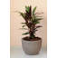 Griagal Pot Planter-160738679-160738665