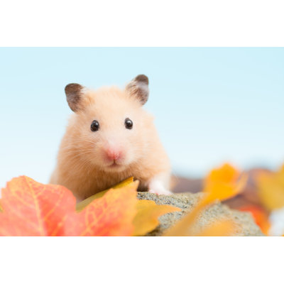 Golden Hamster - Wrapped Canvas Print
