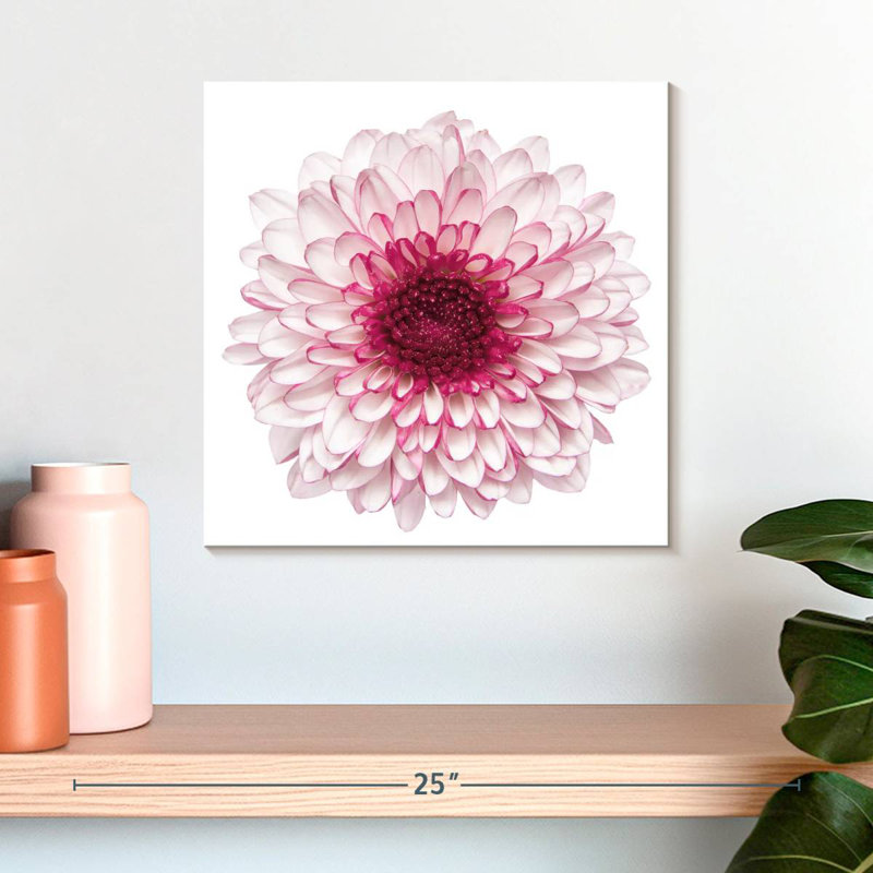 Chrysanthème rose Harnek, H 16 po x l 16 po
