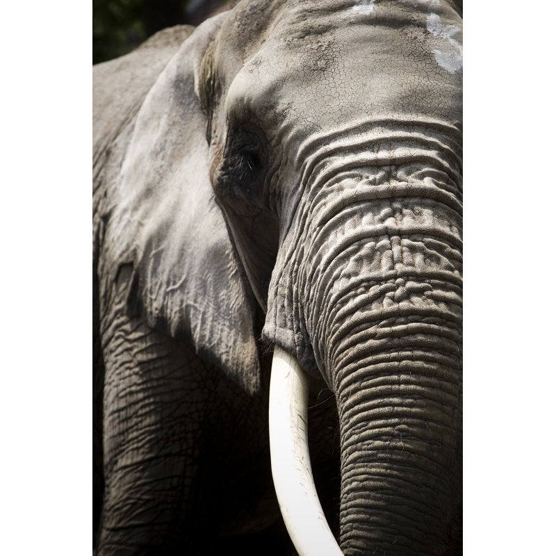 Elephant - Wrapped Canvas Print, 30cm H x 20cm W