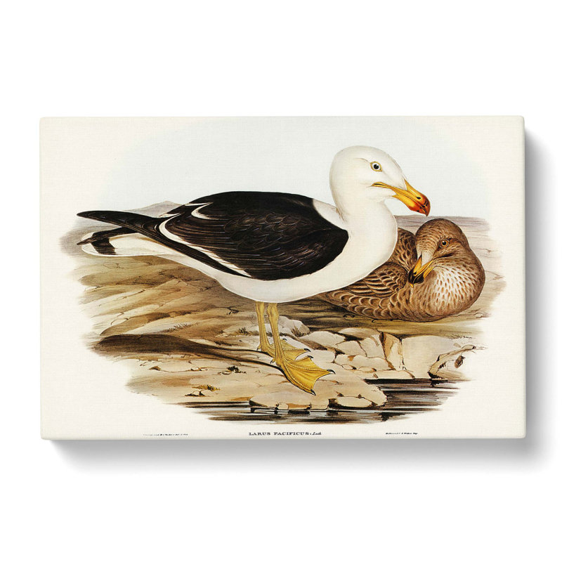 Pacific Gull by Elizabeth Gould - Wrapped Canvas, 40cm H x 60cm W x 3cm D