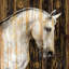 « cheval ii », reproduction d’art sur toile-20923722