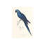 Hyacinthine Parakeet Print by Edward Lear-26705629-26705630