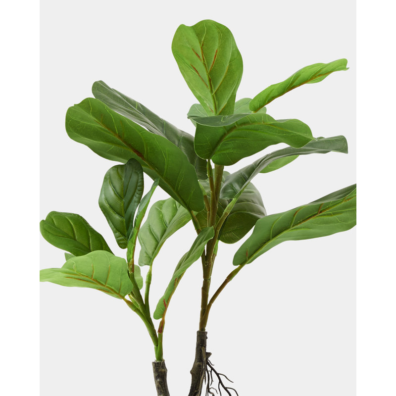 Figuier figuier en pot, H 22 po x l 13,7 po x P 13,7 po