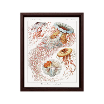 Ernst Haeckel - Méduse