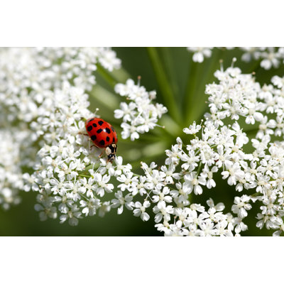 Bright Red Ladybug by Fotogaby - No Frame Print on Canvas